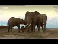 New cute baby needing attention joins the band of wild African elephants - BBC wildlife