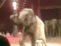 circus in kénitra cirque à Kénitra السيرك في القنيطرة