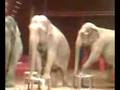 Circus Cirque سيرك 3