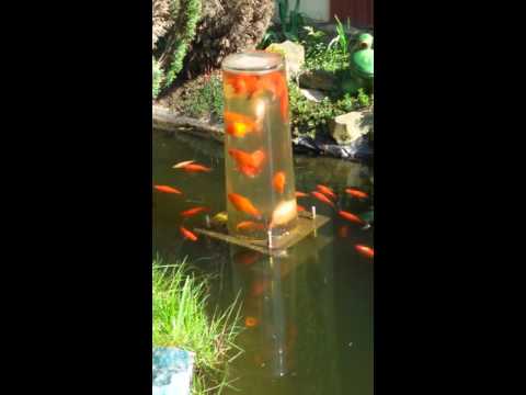 Fischglas im Gartenteich