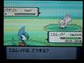【ポケトレ連鎖(1)】色違いパチリス出現[shiny Pachirisu]