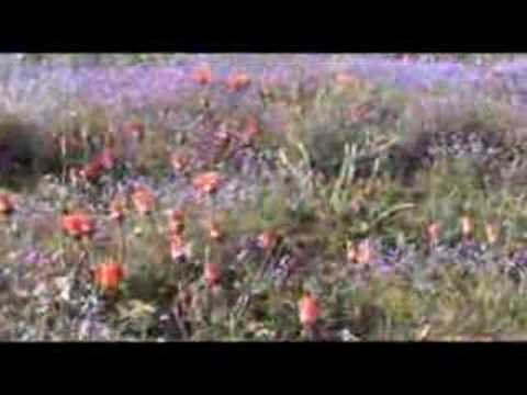 Spring in Namaqualand
