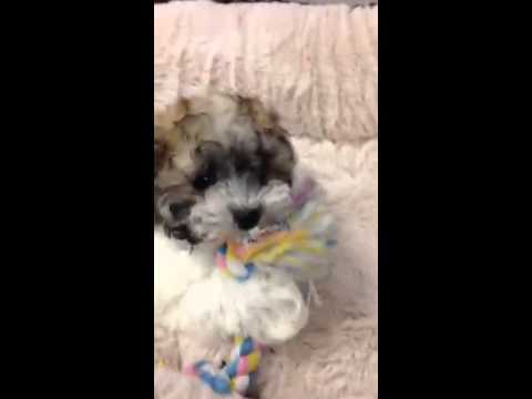 Taran is a Gorgeous Poodle puppy available now