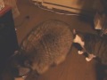 Racoon too fat with cat Racoon too fat with cat