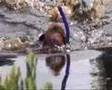 Northern Ireland Bog Snorkelling Championship 2006