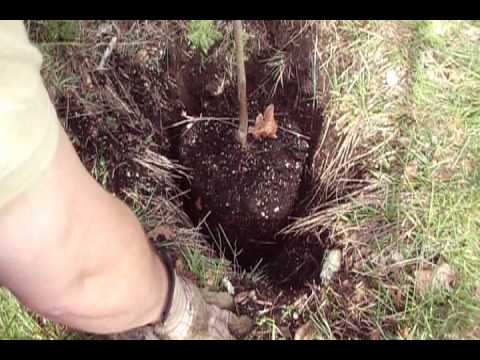 how to use transplant fertilizer