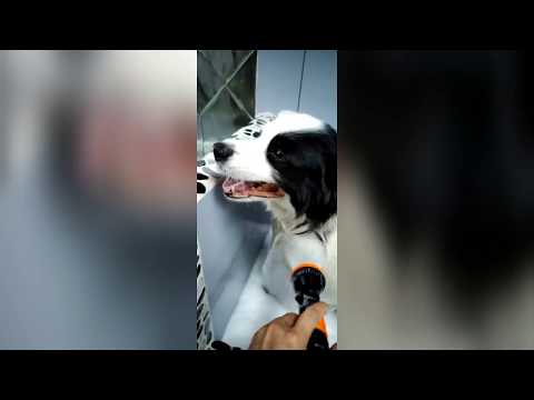 opawz pet bathing system