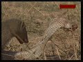Cambat animalier