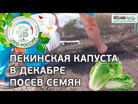 Подкормка пекинской капусты в теплице осенью.