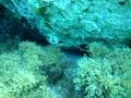 Octapus in Cyprus, Scuba Diving Octapus in Cyprus, Scuba Diving