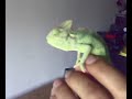 my new yemen cameleon my new yemen cameleon