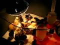New chicks