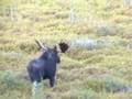Caza de un Alce desde Treestand