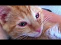 Rachel Lea Fox: Purr Boy