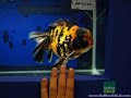 Aquarama 2007 Singapore - Oranda (Calico) Aquarama 2007 Singapore - Oranda (Calico)