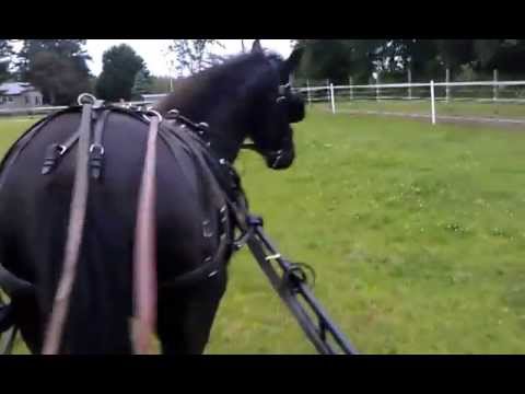 how to drive a horse