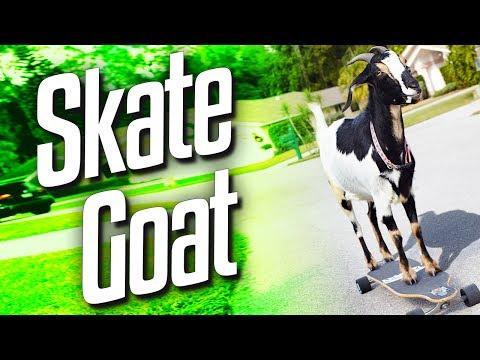 Skate Goat (Goat Simulator Part 1)
