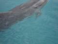 videos de Dolphin Encounter