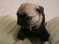 This our 7-week old baby pug