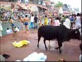 People cleansing their sins by taking a holy dip in Ganga river at Har ki Pauri, Haridwar, India - Haridwar-Ganga-Holy bath