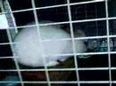 My Rabbit, Momiji My Rabbit, Momiji
