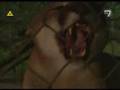 Mujer de Madera - Pierwsze wątki z Combayo