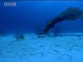Sharks Vs Dinosaurs - BBC