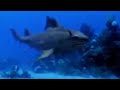 Walking With Dinosaurs: Sharks vs. Dinosaurs