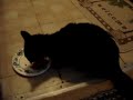 A talking Cat