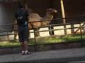 videos de Raphael e seu amiguinho