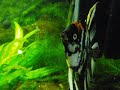 More Angel fish