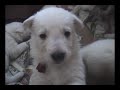 Viivi�s Puppies, 19 - 24 days old