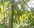 Los Monos Aulladores en El Ceibal - Petén
