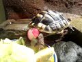 testudo-hermanni-turtle-called-herbie-part5.html