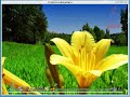 Looking Glass on GNU/Linux