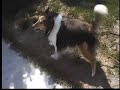 Sheltie takes her sister for a walk