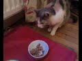 chien-fontaine-terrible.html