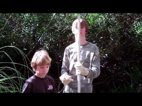 how to transplant pampas grass