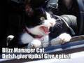lolwowcats