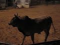The bull gets close to me