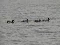 muds water retrieve_0001.wmv muds water retrieve_0001.wmv
