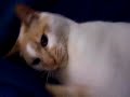 Zero Playing-Cerebellar Hypoplasia