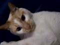 Zero Playing-Cerebellar Hypoplasia