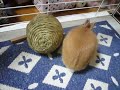 ネザーランドドワーフ　うさぎreon