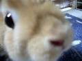 ネザーランドドワーフ　うさぎreon