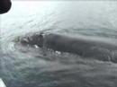 baleine puerto madryn