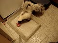 Of skunks and pomegranates