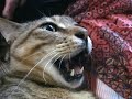 show time cat cm王国コンテスト
