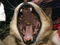 show time cat cm王国コンテスト