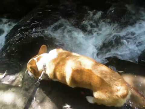 Goro@Welsh corgi 20090526 Water